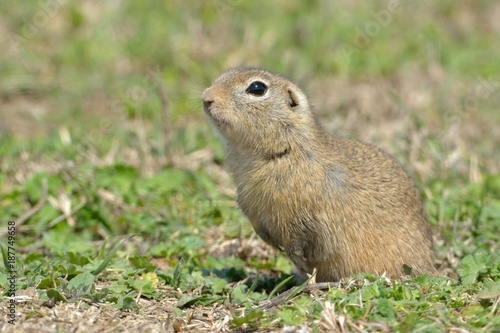 European Ground Squirrel or Souslik on Meadow © Iliuta
