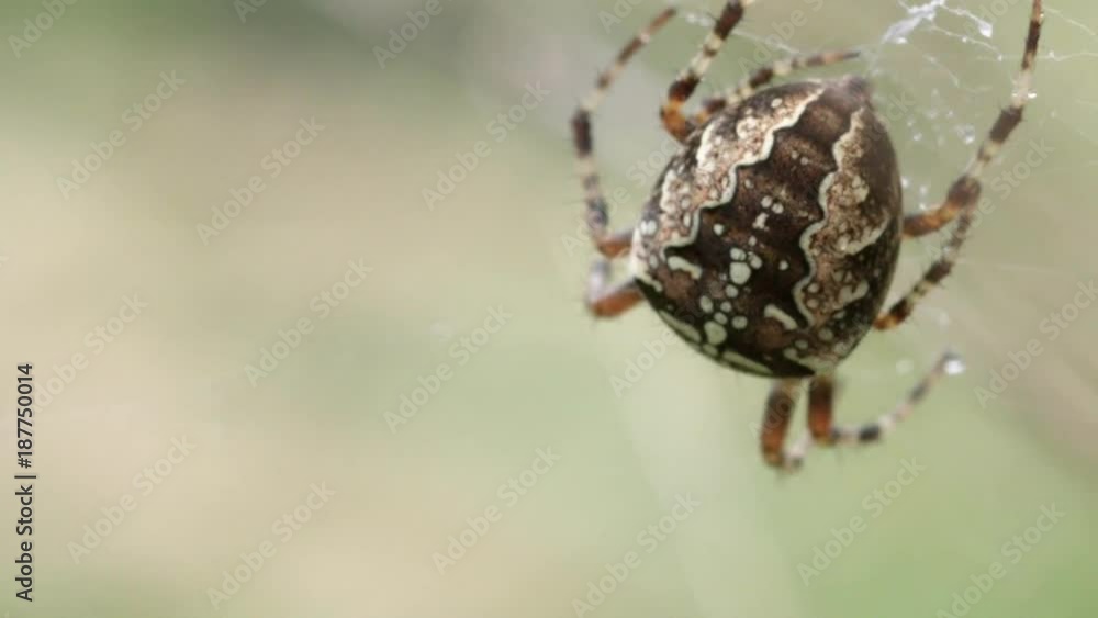 Spider in forest Spider in forest