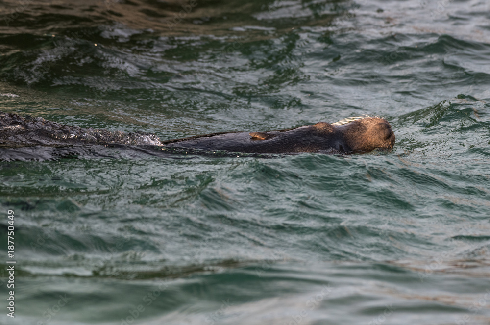 Obraz premium Schwimmender Seelöwe