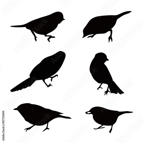 birds silhouette set. Realistic vector art