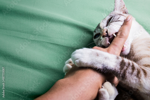 Fototapeta Naklejka Na Ścianę i Meble -  cat aggressive bites the hand on bed