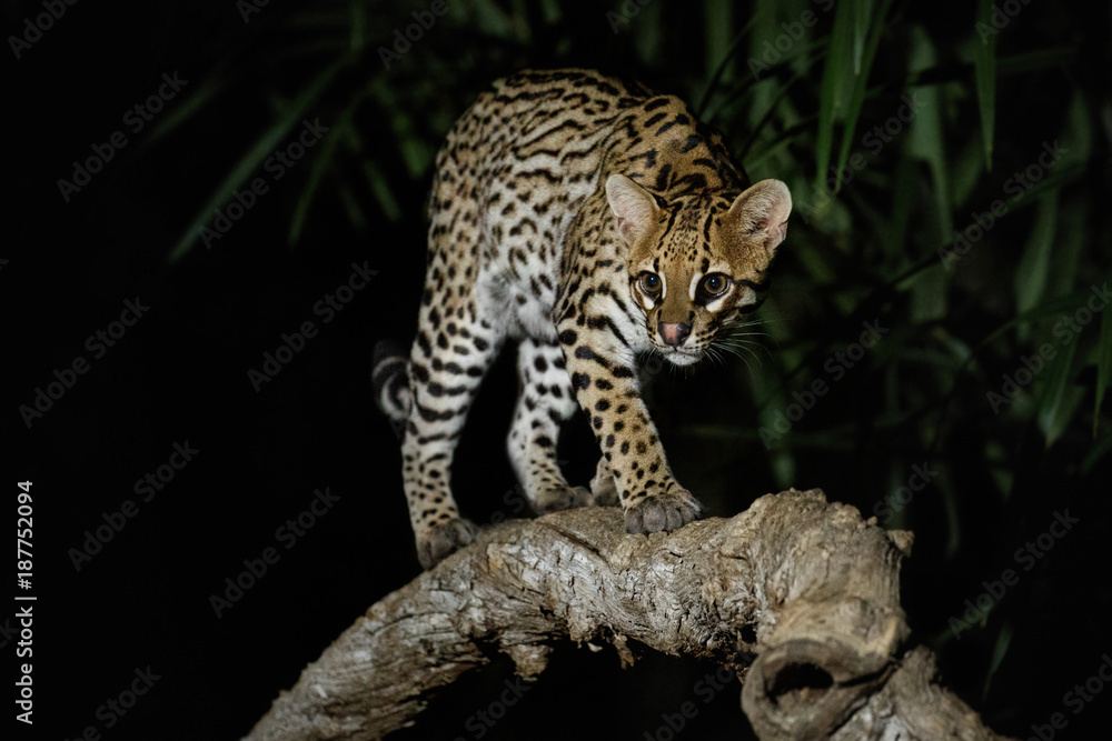 Naklejka premium Very rare ocelot in the night of brazilian jungle, endangered and nocturnal species, leopardus pardalis in latin, wild animal in the nature habitat. Beautiful large ocelot male on a tree. Wild Brazil.