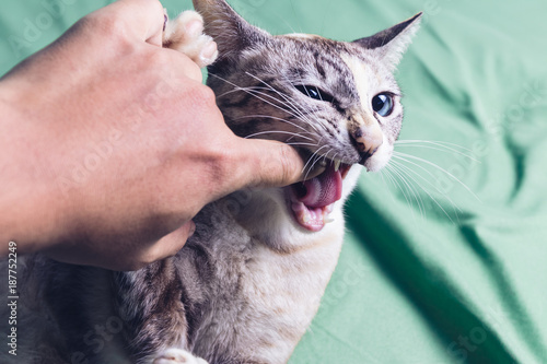 Fototapeta Naklejka Na Ścianę i Meble -  cat aggressive bites the hand on bed