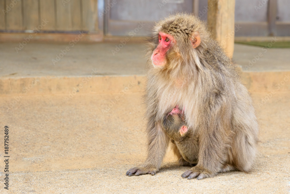 Naklejka premium Japanese monkey mother cuddling her hugged puppy baby at Iwatayama Monkey Park of Arashiyama town in Kyoto prefecture, Japan. Copy space.