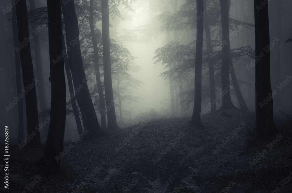 Fototapeta premium dark scary woods landscape