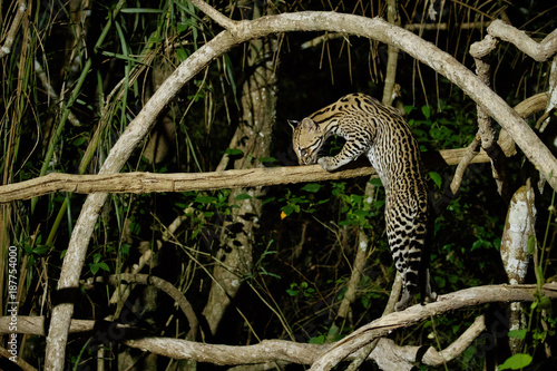 Very rare ocelot in the night of brazilian jungle, endangered and nocturnal species, leopardus pardalis in latin, wild animal in the nature habitat. Beautiful large ocelot male on a tree. Wild Brazil. photo