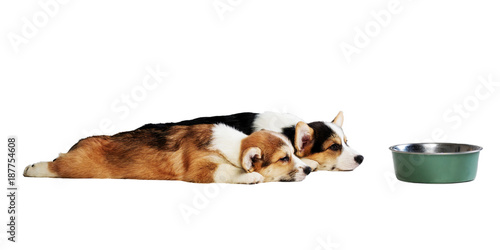 Fototapeta Naklejka Na Ścianę i Meble -  two small puppy lying in front of the food bowl isolated on white background
