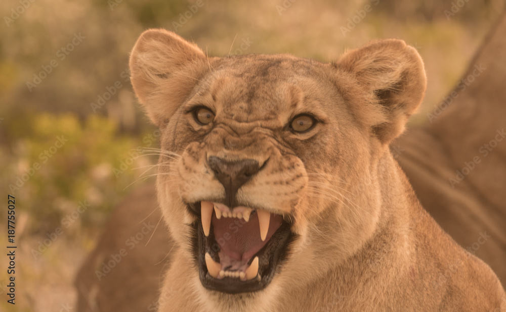 Two Lionesses wake uop from the daytime rest, Okaukeujo, Etosha National Park, Namibia Two Lionesses wake uop from the daytime rest, Okaukeujo, Etosha National Park, Namibia
