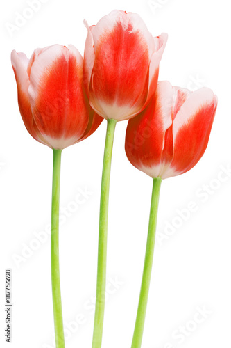 Spring flower pink tulips bouquet isolated on white background.