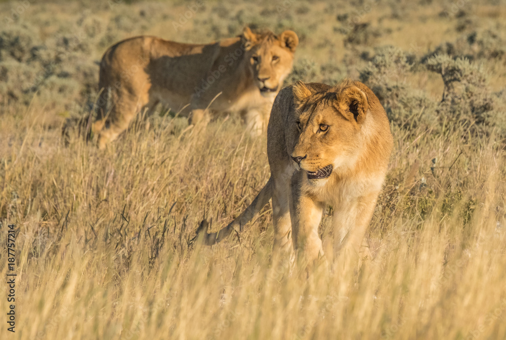 Lionesses and cubs gather and move early in the evening, Nebrownii waterhole, Okaukeujo, Etosha National Park, Namibia Lionesses and cubs gather and move early in the evening, Nebrownii waterhole, Okaukeujo, Etosha National Park, Namibia
