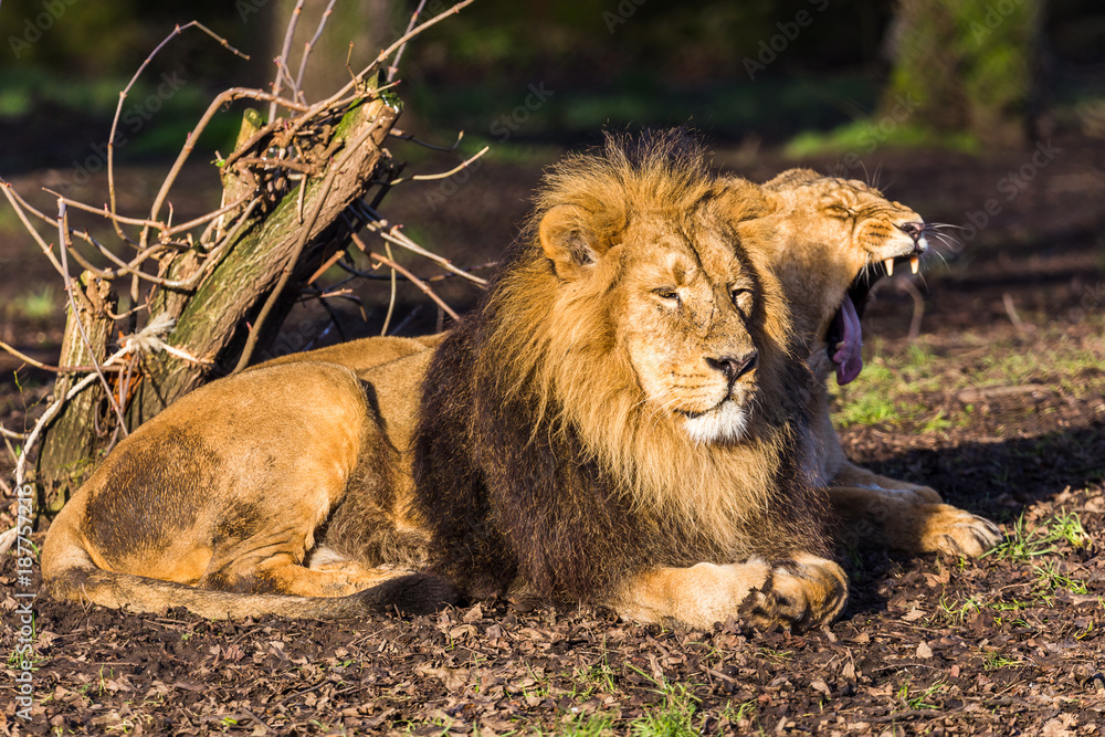 Fototapeta premium Asiatic lion pair in the sun