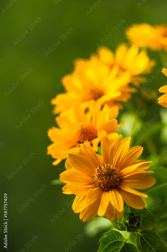 bouquet of bright yellow flowers Heliopsis helianthoides bouquet of bright yellow flowers Heliopsis helianthoides