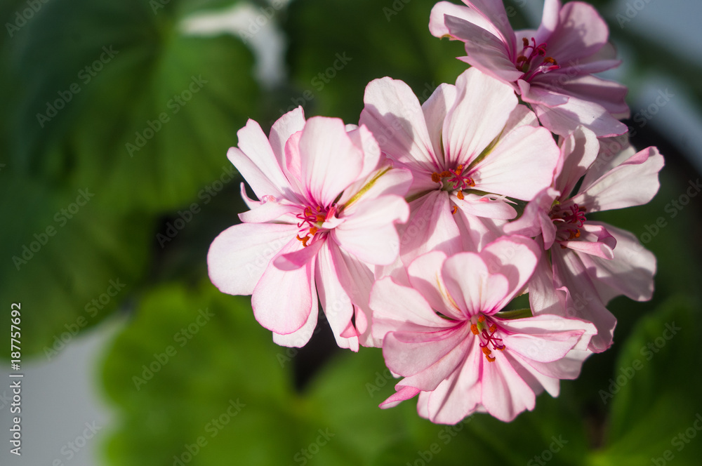 Pelargonium Geranium flowers Pelargonium Geranium flowers