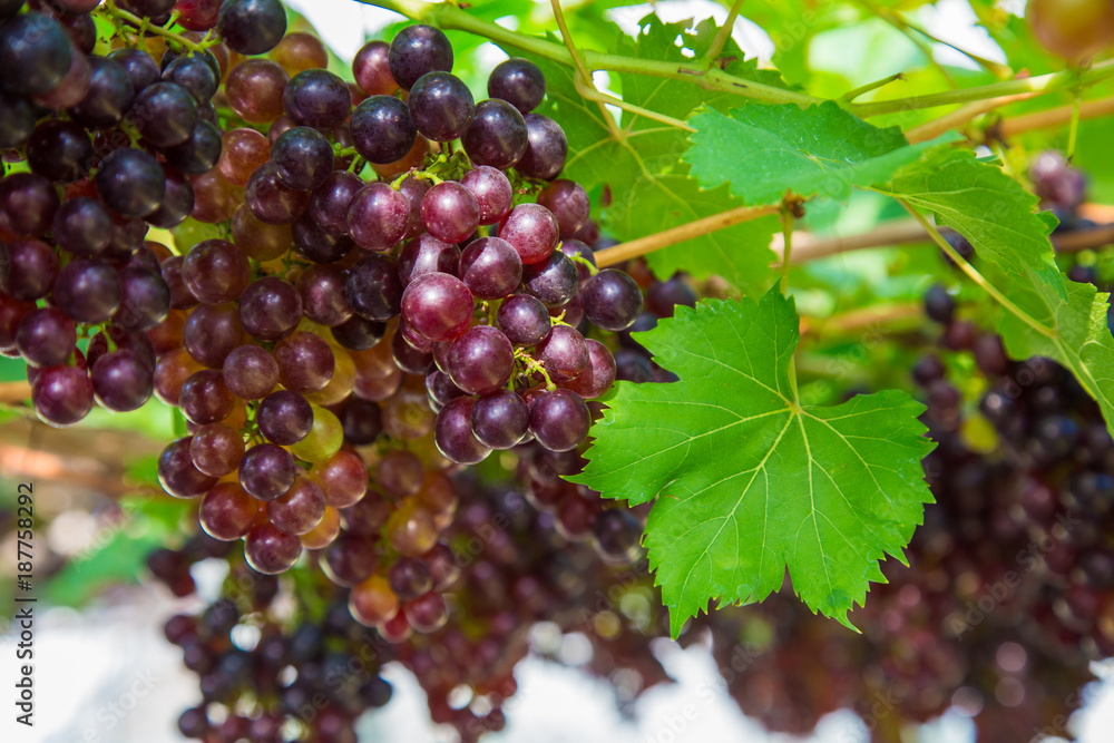 Red wine grape on tree branch