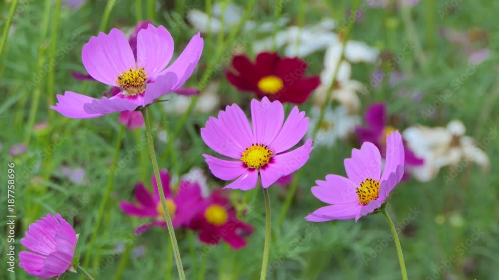 Pink cosmos flower in the wind at cosmos field. Pink cosmos flower in the wind at cosmos field.