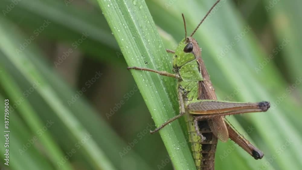 Grasshopper Grasshopper