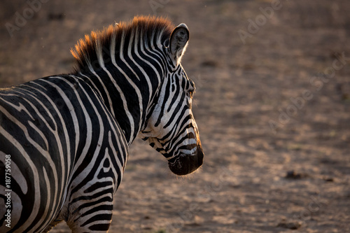 Zebra im Lichte des Sonnenuntergangs