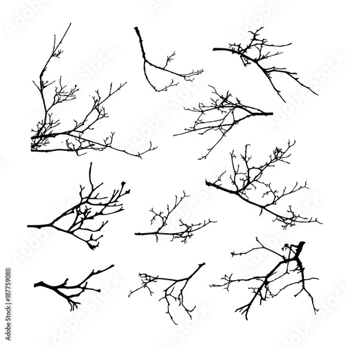 Realistic set of tree branches silhouette (Vector illustration)ai10