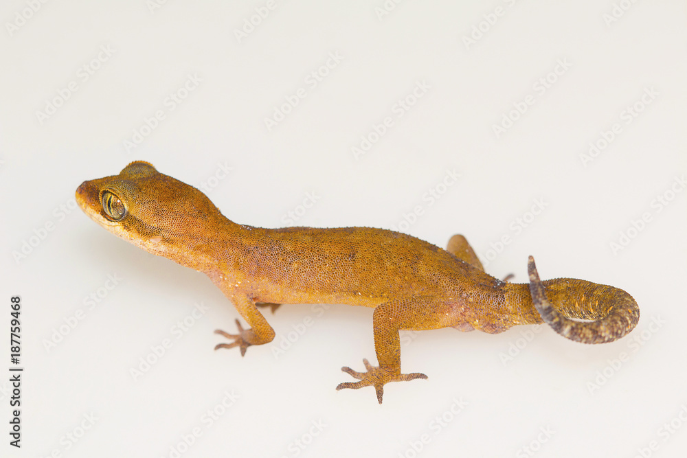 Naklejka premium Clouded ground gecko, Cyrtodactylus nebulosus. Visakhapatnam, Andhra Pradesh, India