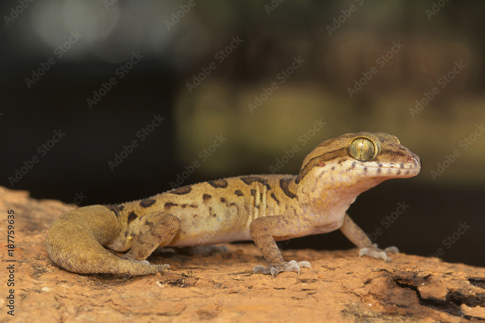 Obraz premium Clouded ground gecko, Cyrtodactylus nebulosus. Visakhapatnam, Andhra Pradesh, India