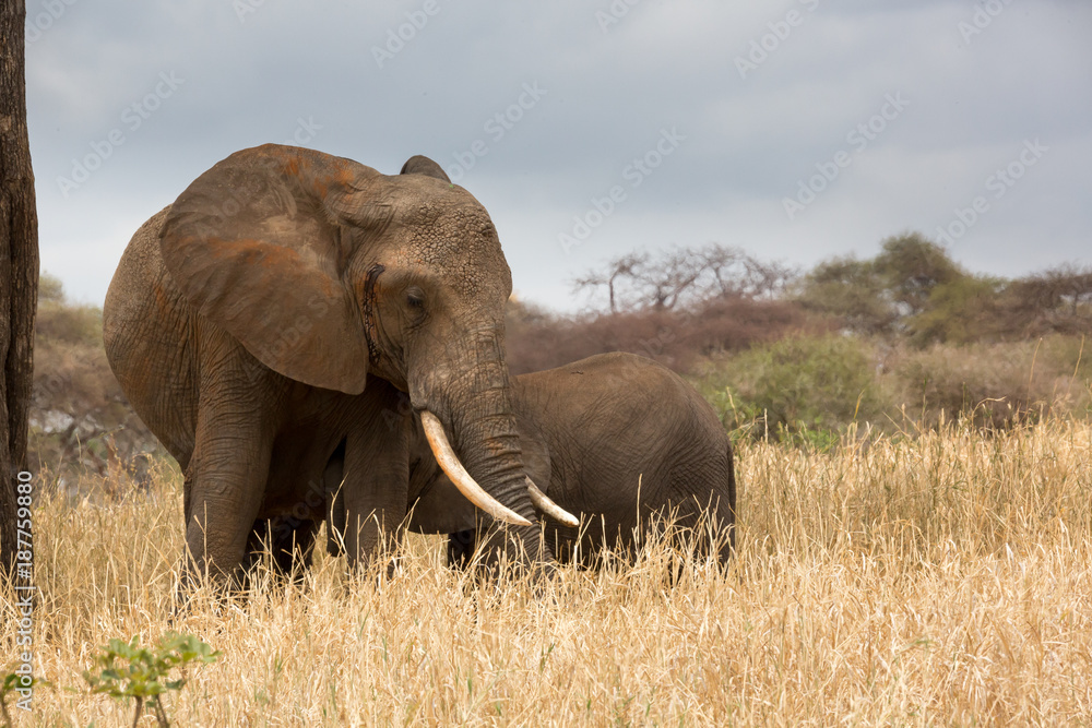 Obraz premium Elefantenkuh mit Kalb