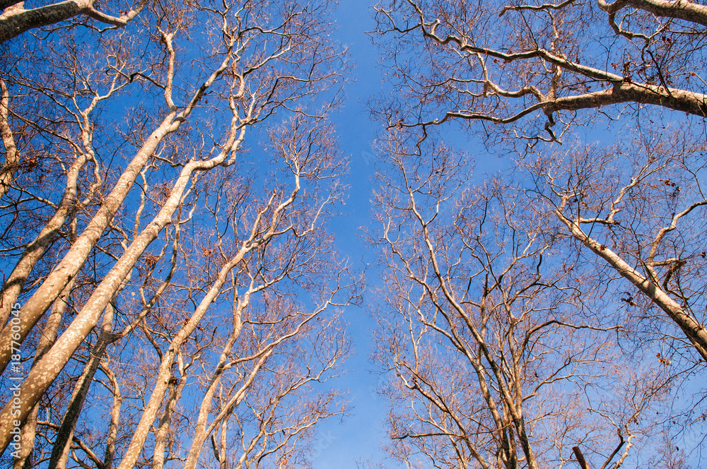 Leafless tree against the sky in Gulhane park, Oldest public park in Istanbul Leafless tree against the sky in Gulhane park, Oldest public park in Istanbul