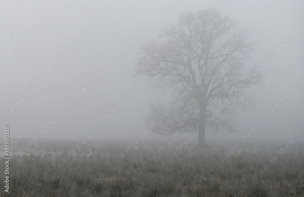 Single deciduous tree in dense fog behind a wetland meadow in a nature reserve Single deciduous tree in dense fog behind a wetland meadow in a nature reserve