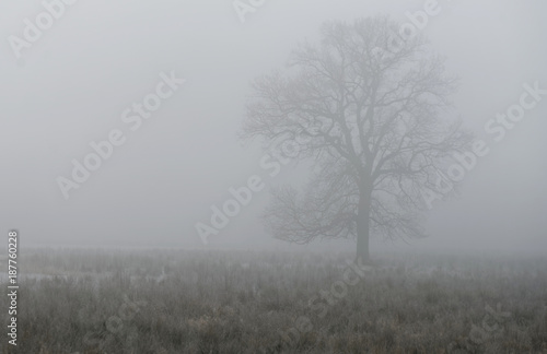 Single deciduous tree in dense fog behind a wetland meadow in a nature reserve