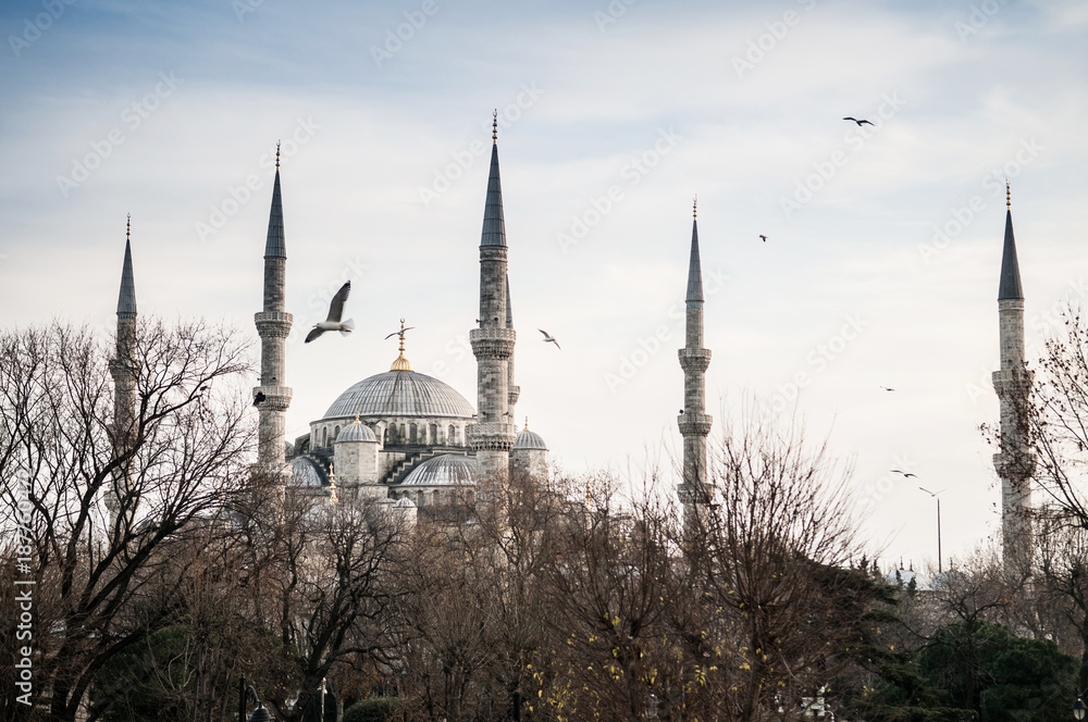 Blue Mosque Istanbul, with flying birds in evening and tree