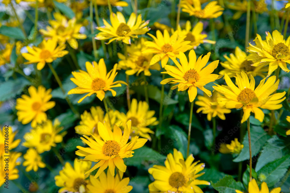 Fototapeta premium A yellow daisy blooms in the country garden