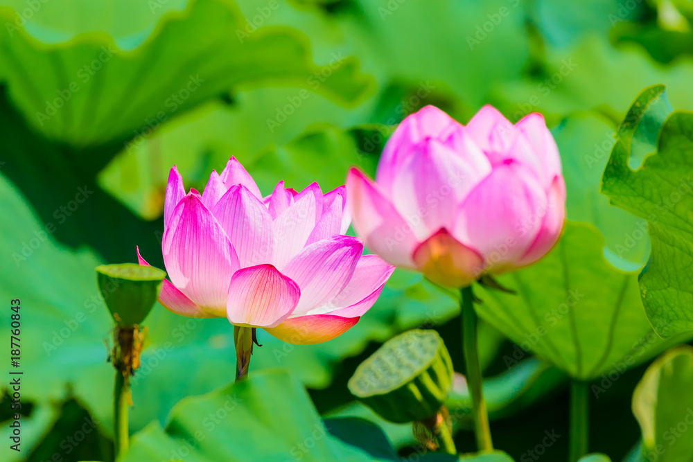 The Lotus Flower.Background is the lotus leaf and lotus flower.Shooting location is Yokohama, Kanagawa Prefecture Japan. The Lotus Flower.Background is the lotus leaf and lotus flower.Shooting location is Yokohama, Kanagawa Prefecture Japan.