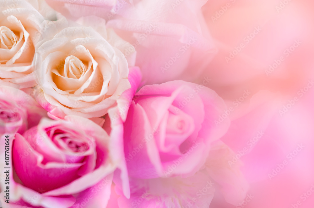 Pink roses Background blur Valentine Pink roses Background blur Valentine