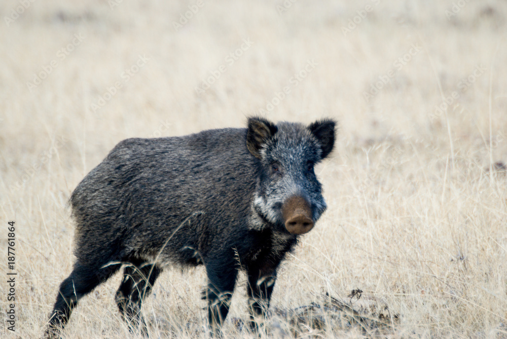 Fototapeta premium Portrait wild pig