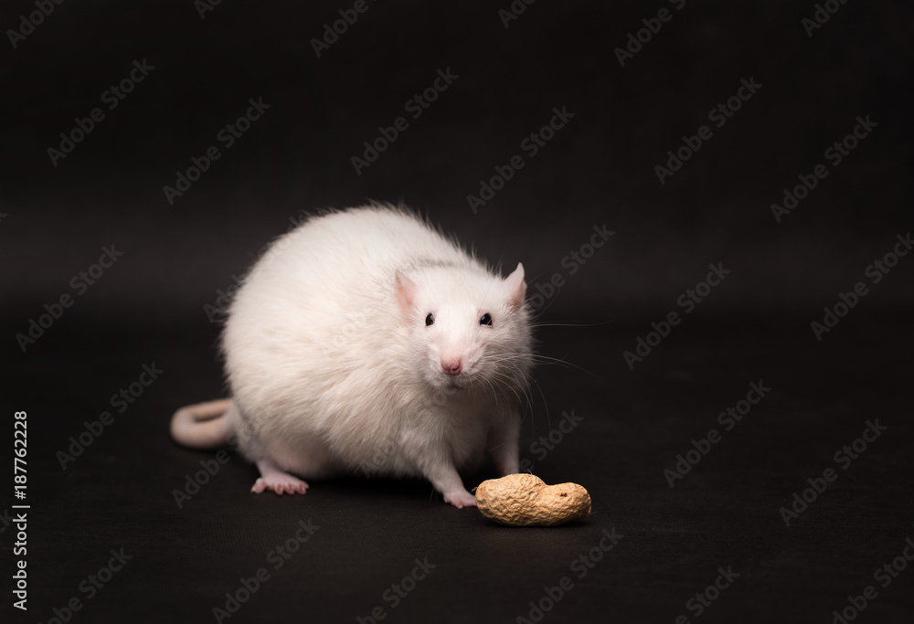 White rat isolated on dark background White rat isolated on dark background