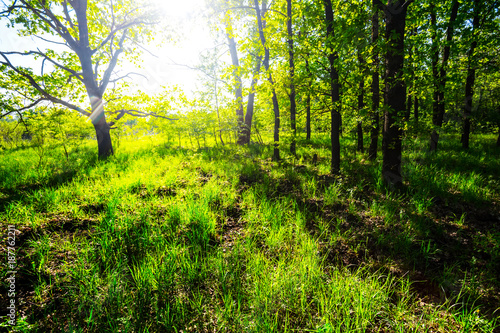 beautiful green summer forest glade sunny scene