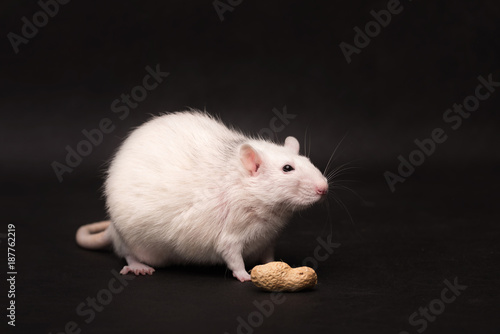 White rat isolated on dark background © SasaStock