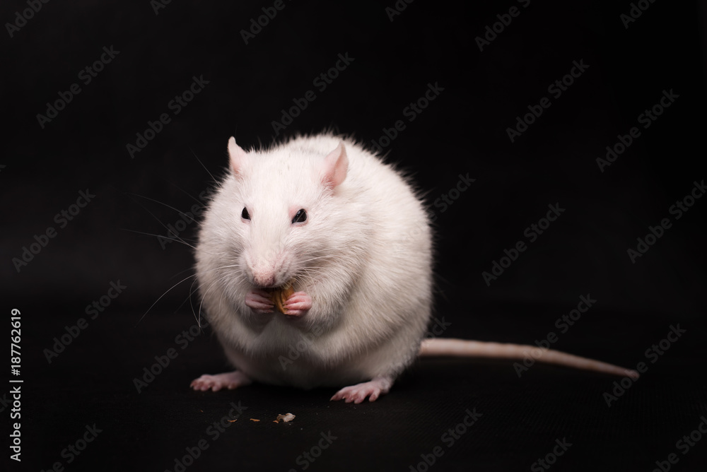 White rat isolated on dark background White rat isolated on dark background