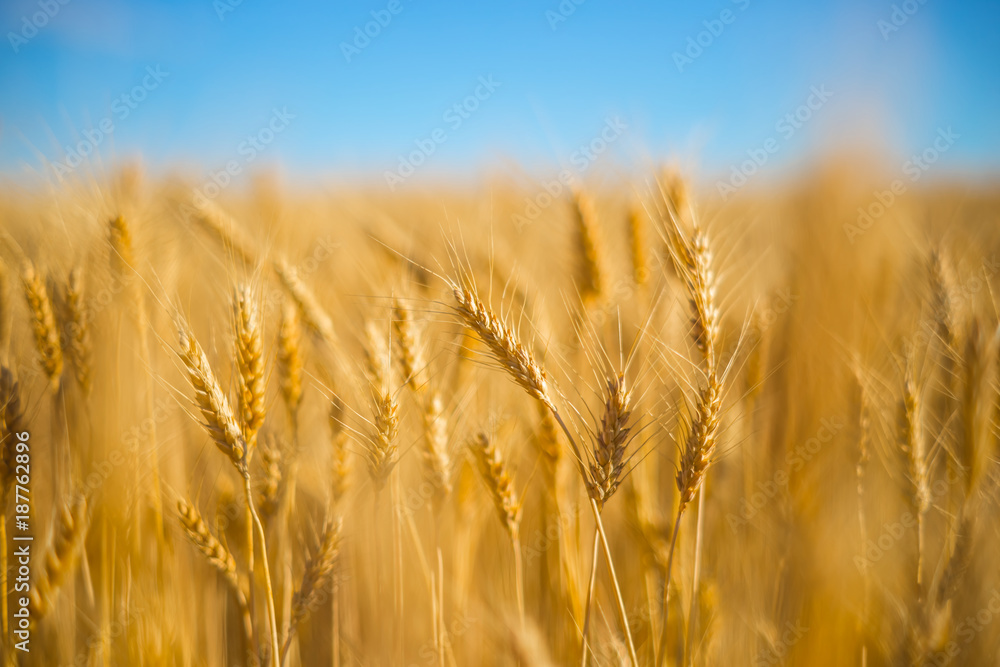 closeup golden wheat field