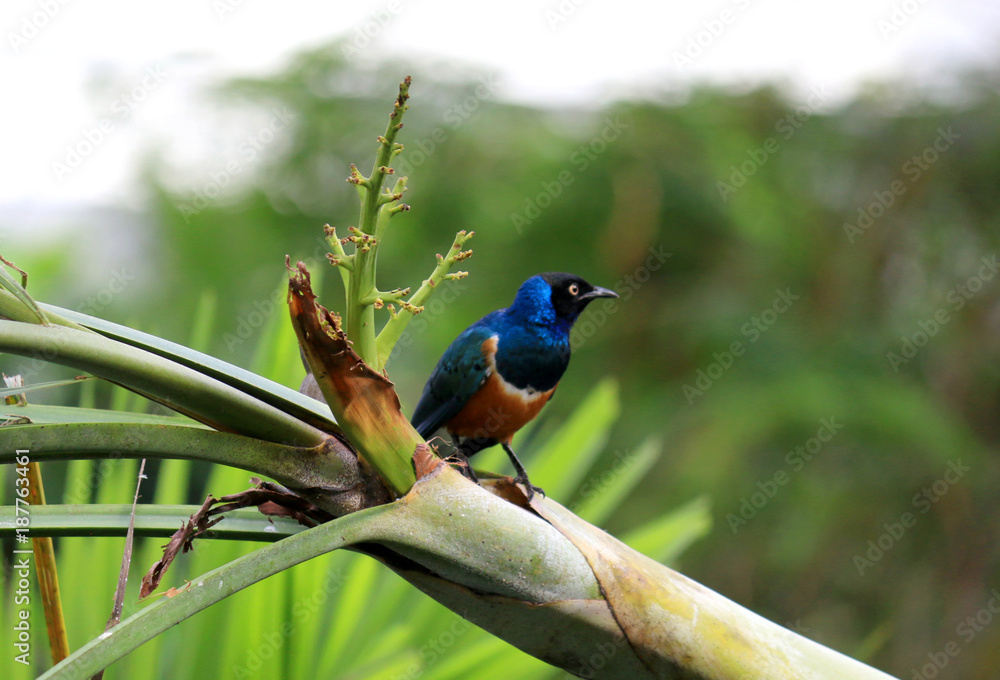 Obraz premium Blauer Star