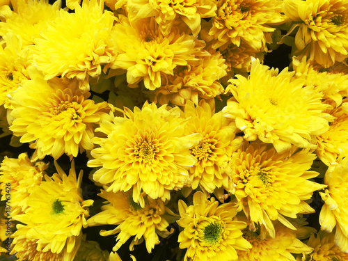 chrysanthemum in the flower farm