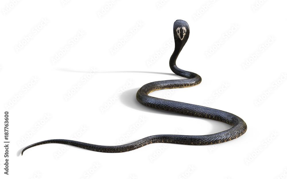 Fototapeta premium 3d King Cobra The World's Longest Venomous Snake Isolated on White Background, King Cobra Snake, 3d Illustration, 3d Rendering