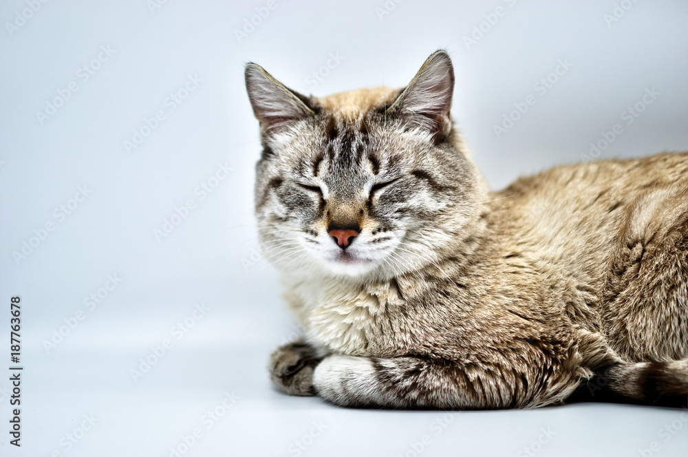 Obraz premium Siamese cat snoozing on a