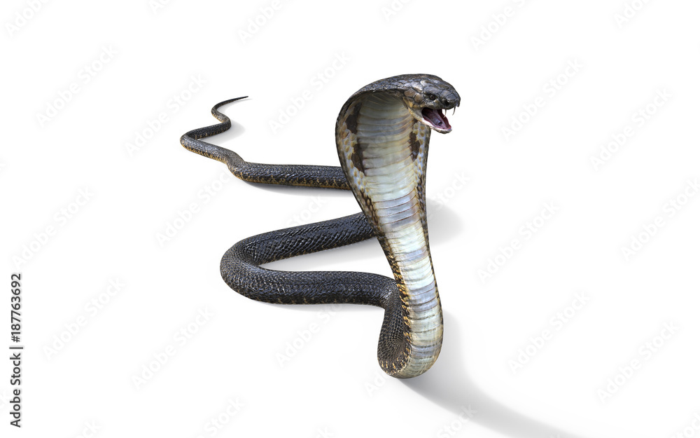 Naklejka premium 3d King Cobra Najdłuższy na świecie jadowity wąż na białym tle, King Cobra Snake, ilustracja 3d, renderowanie 3d