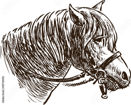 Head of a pony in a bridle