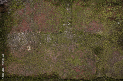 Wallpaper Mural bricks covered with green moss, close up  Torontodigital.ca
