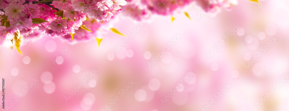 japanischer kirschblütenzweig vor rosa hintergrund