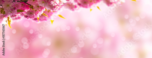 japanischer kirschblütenzweig vor rosa hintergrund