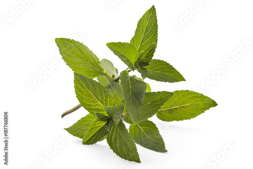 Fresh young spearmint closeup isolated on white background. Mentha spicata. Spearmint green leafs, healthy aroma