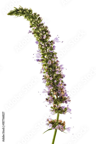 Fresh young spearmint flowers isolated on white background. Mentha spicata  healthy aroma