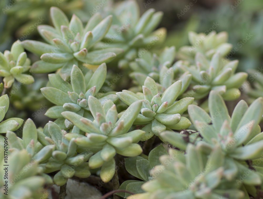 Group of beautiful green succulent plants Group of beautiful green succulent plants
